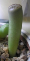 つくし??