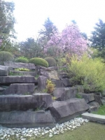 勾当台公園の桜