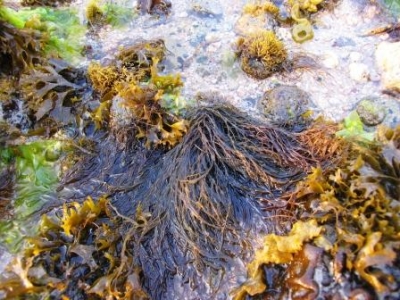 海草