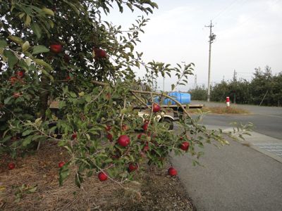 紅玉