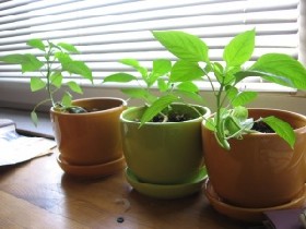 植物