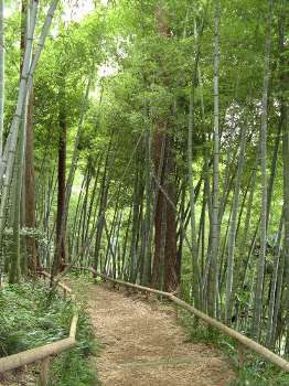 竹林