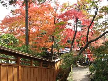 階段からの紅葉