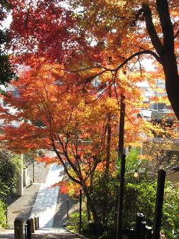 紅葉(住吉神社)
