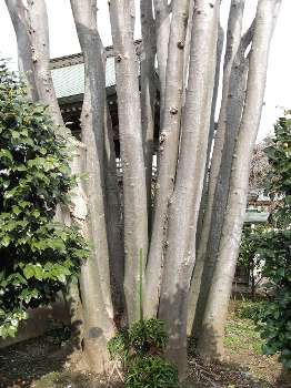 ケヤキ(崇禅寺)