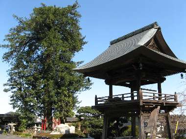 カヤ (宗泉寺)