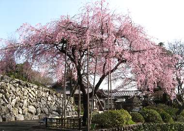 ベニシダレB(宗泉寺)