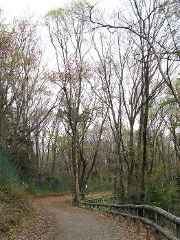 遊歩道(六道山公園)