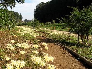 リコリス (しょうぶ公園)