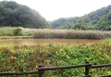 水鳥の池(さいたま緑)