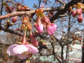 河津桜 ロ(わかぐさ公園)