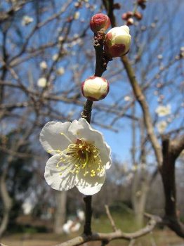 ウメ (わかぐさ公園)