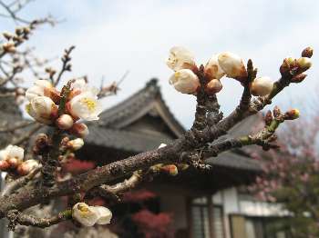 金剛寺の青梅 2