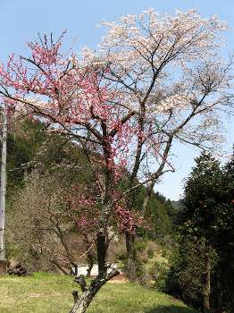 梅と桜 (延命寺)