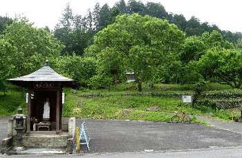 ヒメザゼンソウ群生地(日の出町)