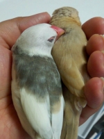 仲良く熟睡する文鳥カイロ