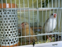 むぎとまめ