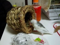 はじめてのつぼ巣