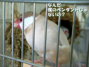 僕のペンダントじゃないの?