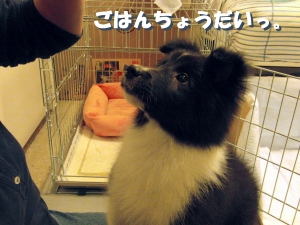 生後3ヶ月くらいのおちびです。