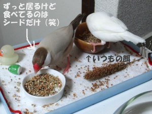 まめさんの負けです