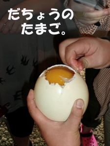 だちょうの卵開きました!