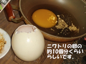 デカイです。