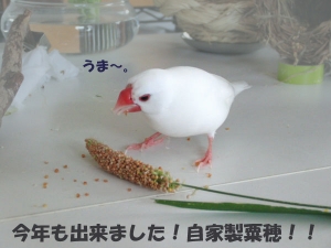 まめさん粟穂に食らいつく