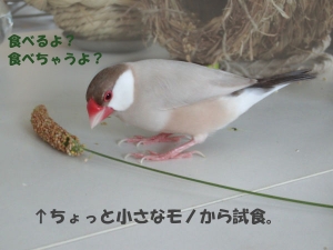 きびちゃん目配せする