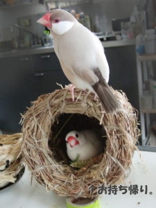 最後はお持ち帰りだそうです
