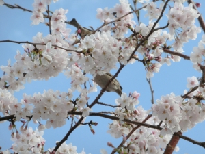 桜と雀…の尻