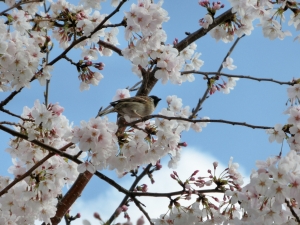 桜と雀