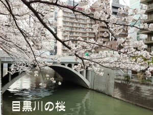 目黒川の桜