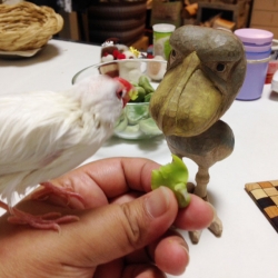 ハシビロさんを眺めながらそらまめを食べるまめさん