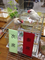 ピイチク会〜春の小鳥まつり