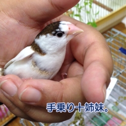 手乗り十姉妹