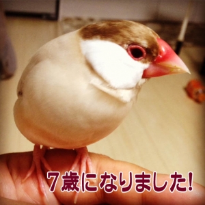 7歳になったきびさん