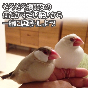 換羽で眠い