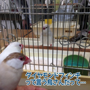 ダイヤモンドフィンチさんと記念撮影