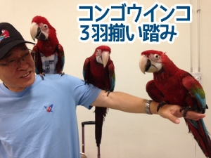コンゴウインコ3兄弟