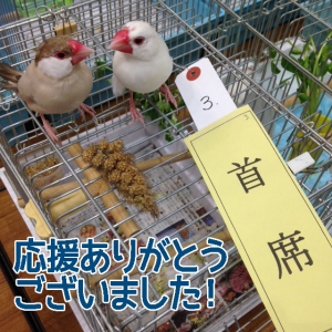 文鳥の部首席いただきました!