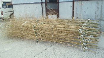 2011120214140000.jpg