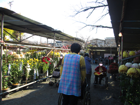 菊花大会2.JPG