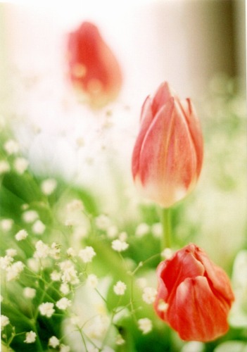 spring