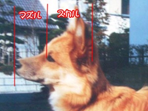 ËÜË®½é¸ø³«¡ª