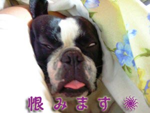 ¤ª¤«¤¢¤Ï¤ó¤Î¥¢¥Û¡¼¡ª¡ª