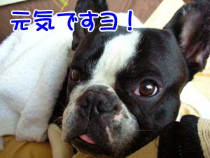 ɵ¤¤Ï¤ª¤«¤¢¤Ï¤ó¤ä¤Ç¤§¡£