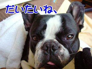 ¤ª¤«¤¢¤¢¤Ï¤ó¤Î¿Æ¥Ð¥«É¤Ï