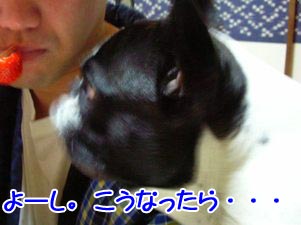 ¼ÂÎϹԻȤä!!