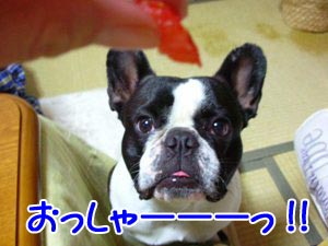 Ìܤˡù¤¬¤¤¤Ã¤Ñ¤¤¤Ç¤¹¡£